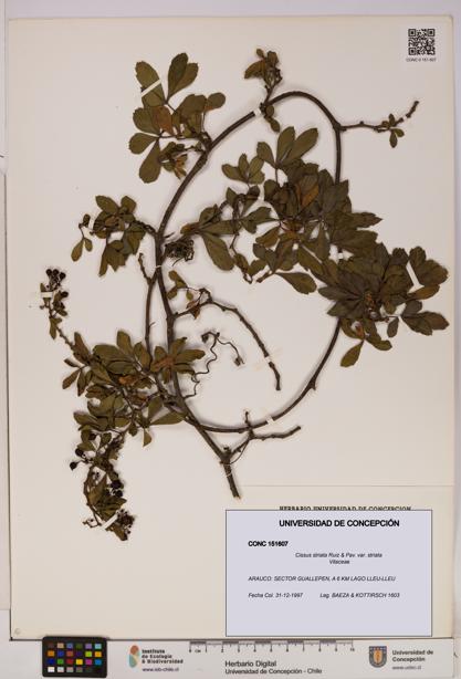 Cissus striata var. striata [Espécimen: UDEC:CONC:0151607]