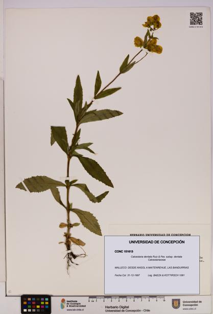 Calceolaria dentata subsp. dentata [Espécimen: UDEC:CONC:0151613]