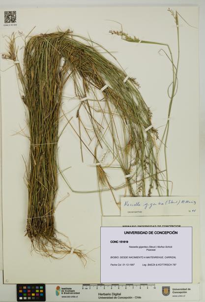 Nassella gigantea [Espécimen: UDEC:CONC:0151619]