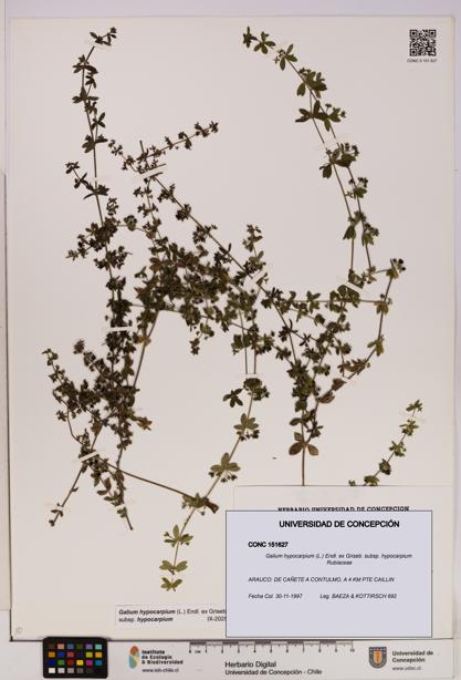 Galium hypocarpium subsp. hypocarpium [Espécimen: UDEC:CONC:0151627]