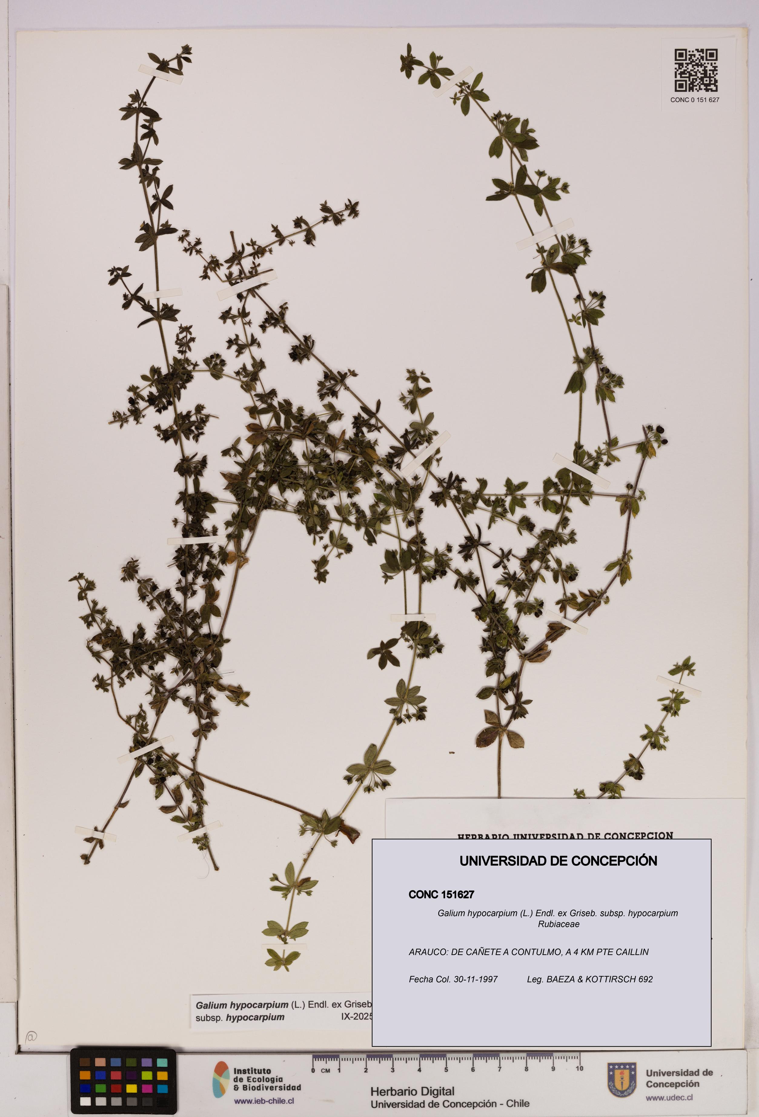Galium hypocarpium subsp. hypocarpium [Espécimen: UDEC:CONC:0151627]