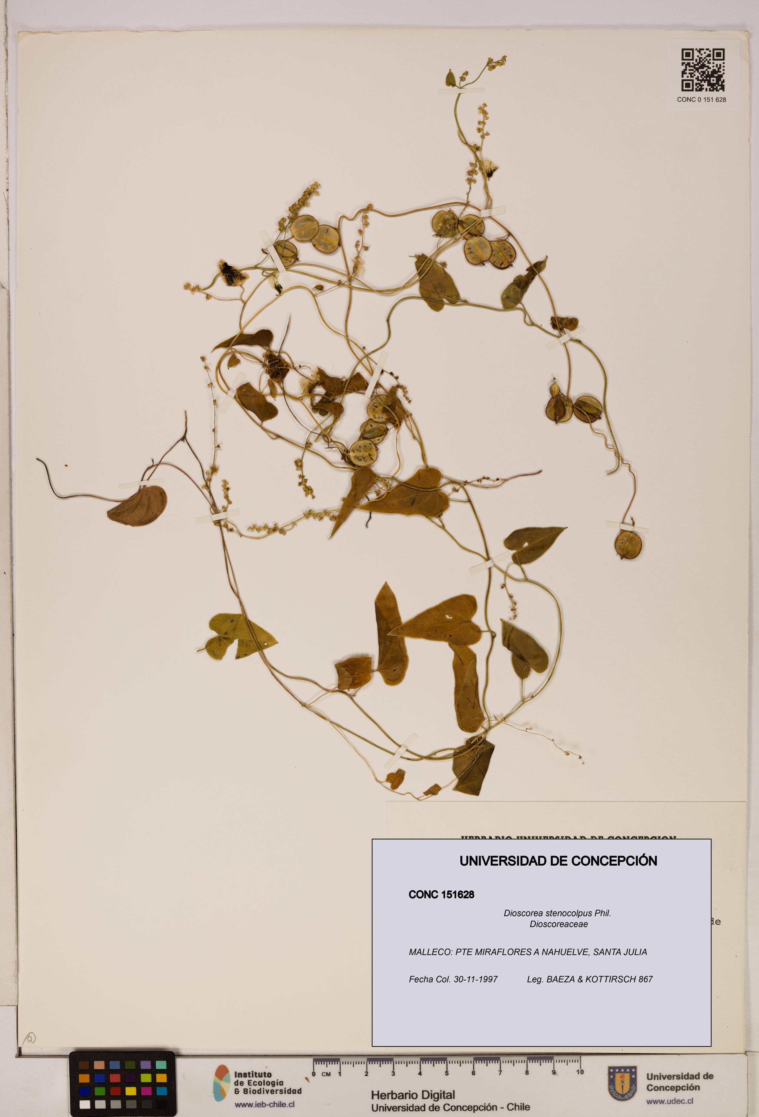Dioscorea stenocolpus [Espécimen: ]