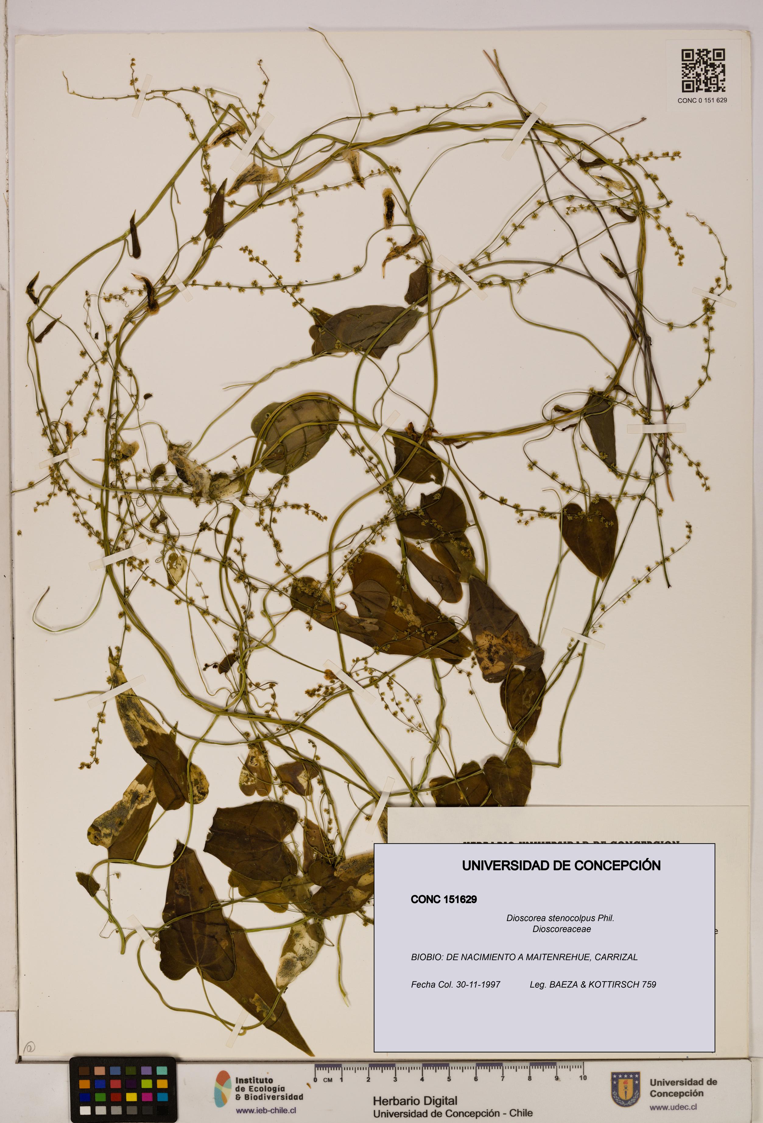 Dioscorea stenocolpus [Espécimen: ]