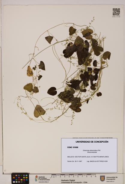 Dioscorea stenocolpus [Espécimen: ]