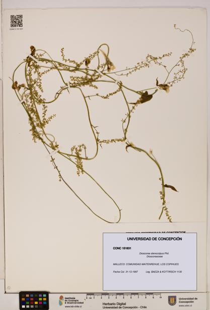 Dioscorea stenocolpus [Espécimen: ]