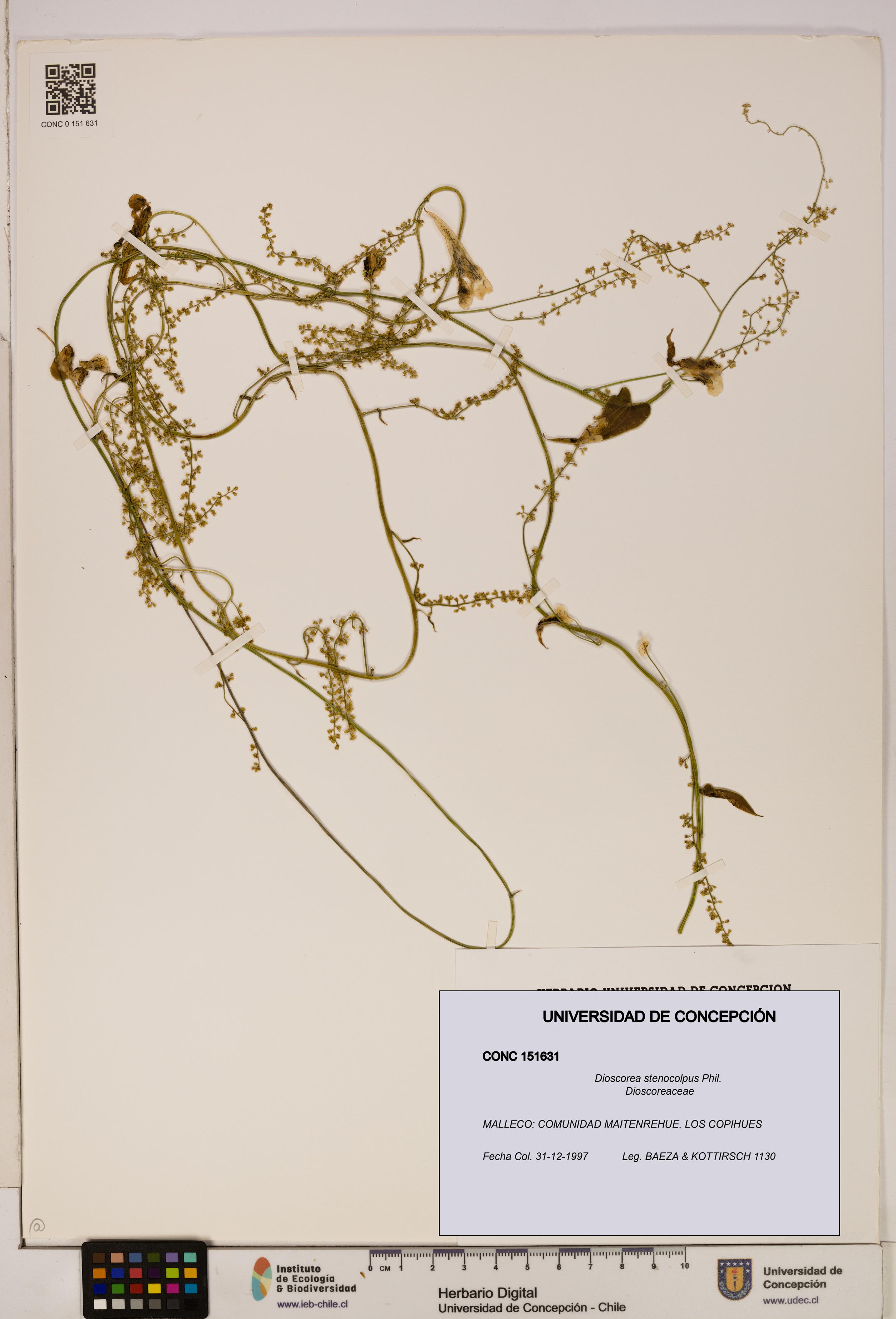 Dioscorea stenocolpus [Espécimen: ]