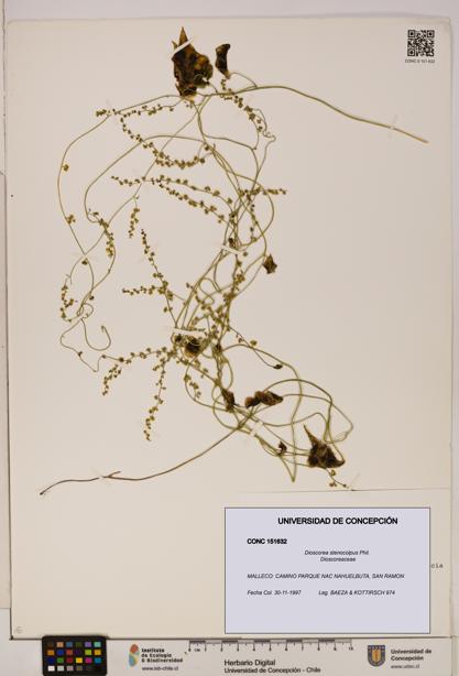Dioscorea stenocolpus [Espécimen: ]