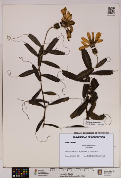 Mutisia araucana [Espécimen: UDEC:CONC:0151633]