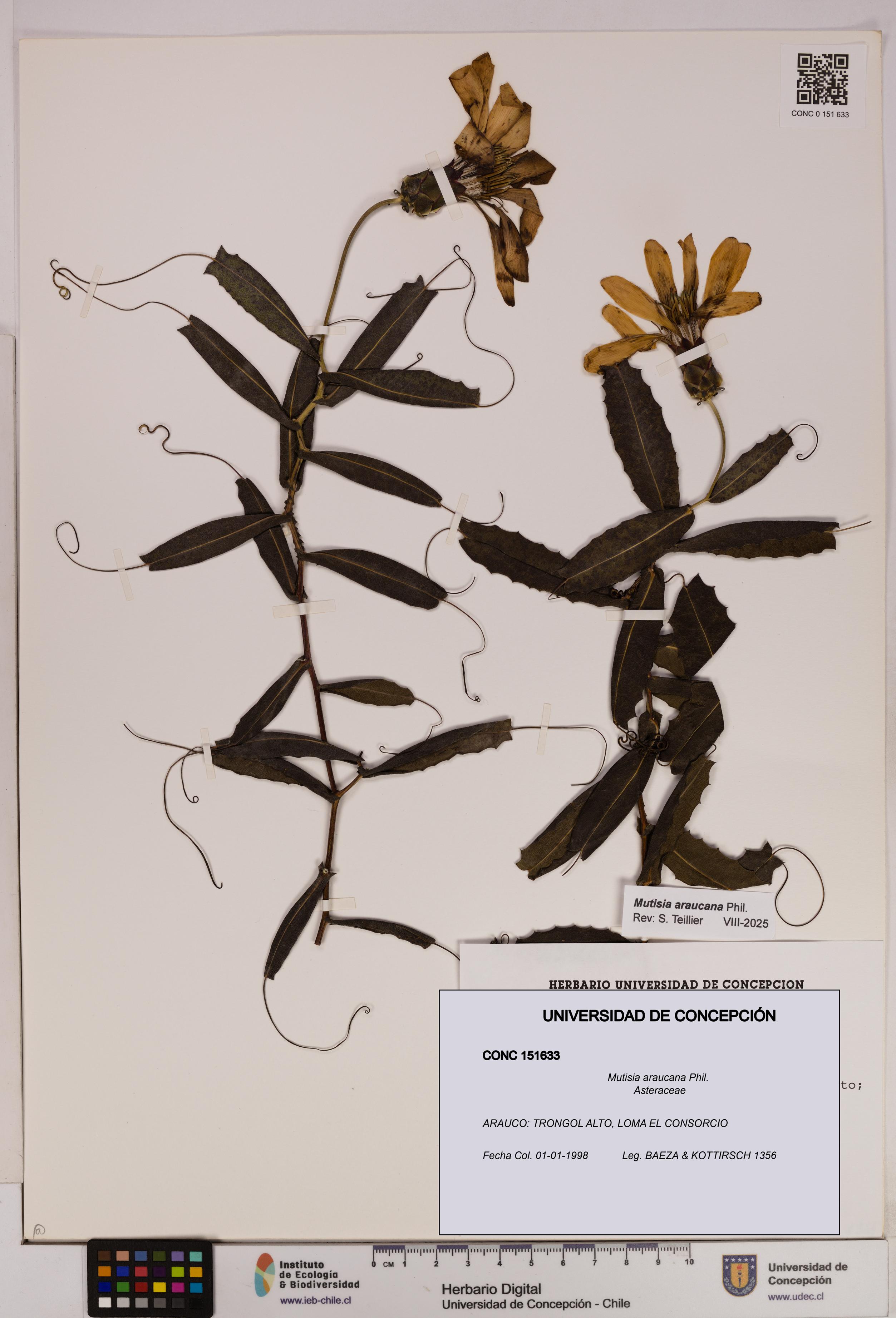 Mutisia araucana [Espécimen: UDEC:CONC:0151633]