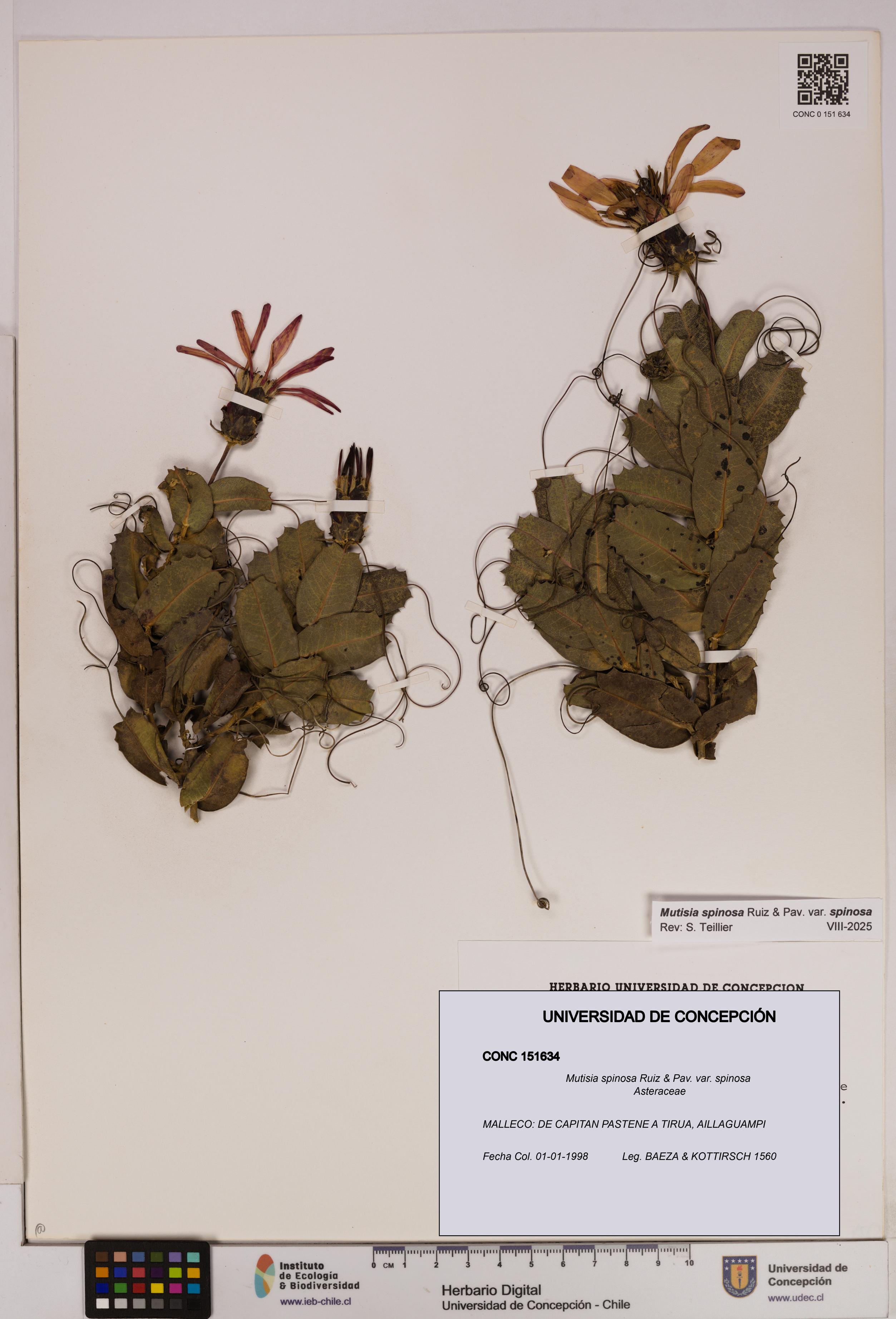 Mutisia spinosa var. spinosa [Espécimen: UDEC:CONC:0151634]