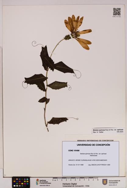 Mutisia spinosa var. spinosa [Espécimen: UDEC:CONC:0151635]