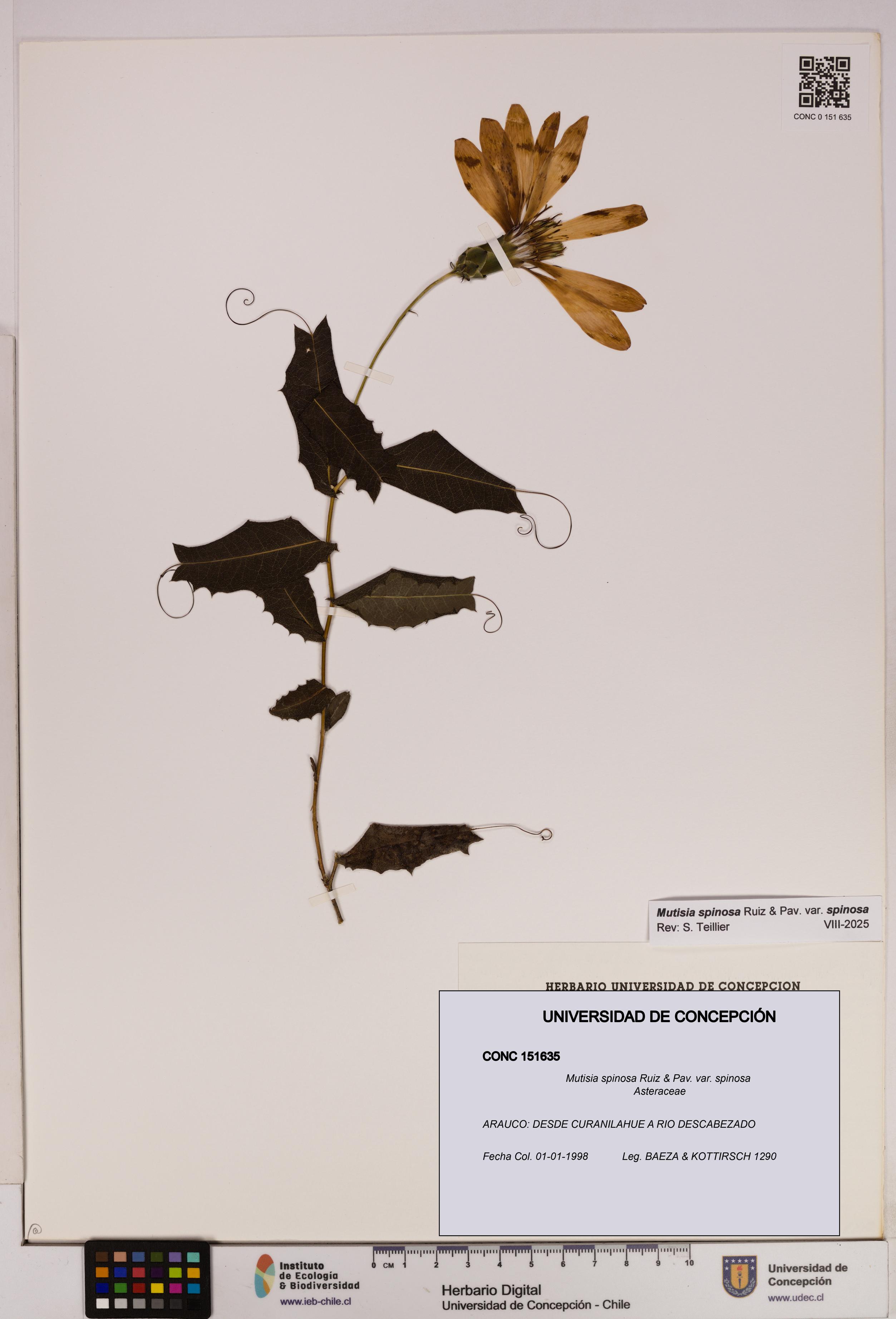 Mutisia spinosa var. spinosa [Espécimen: UDEC:CONC:0151635]