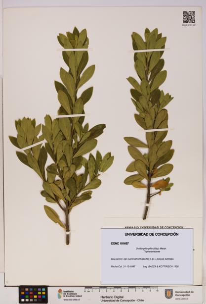 Ovidia pillo-pillo [Espécimen: UDEC:CONC:0151637]