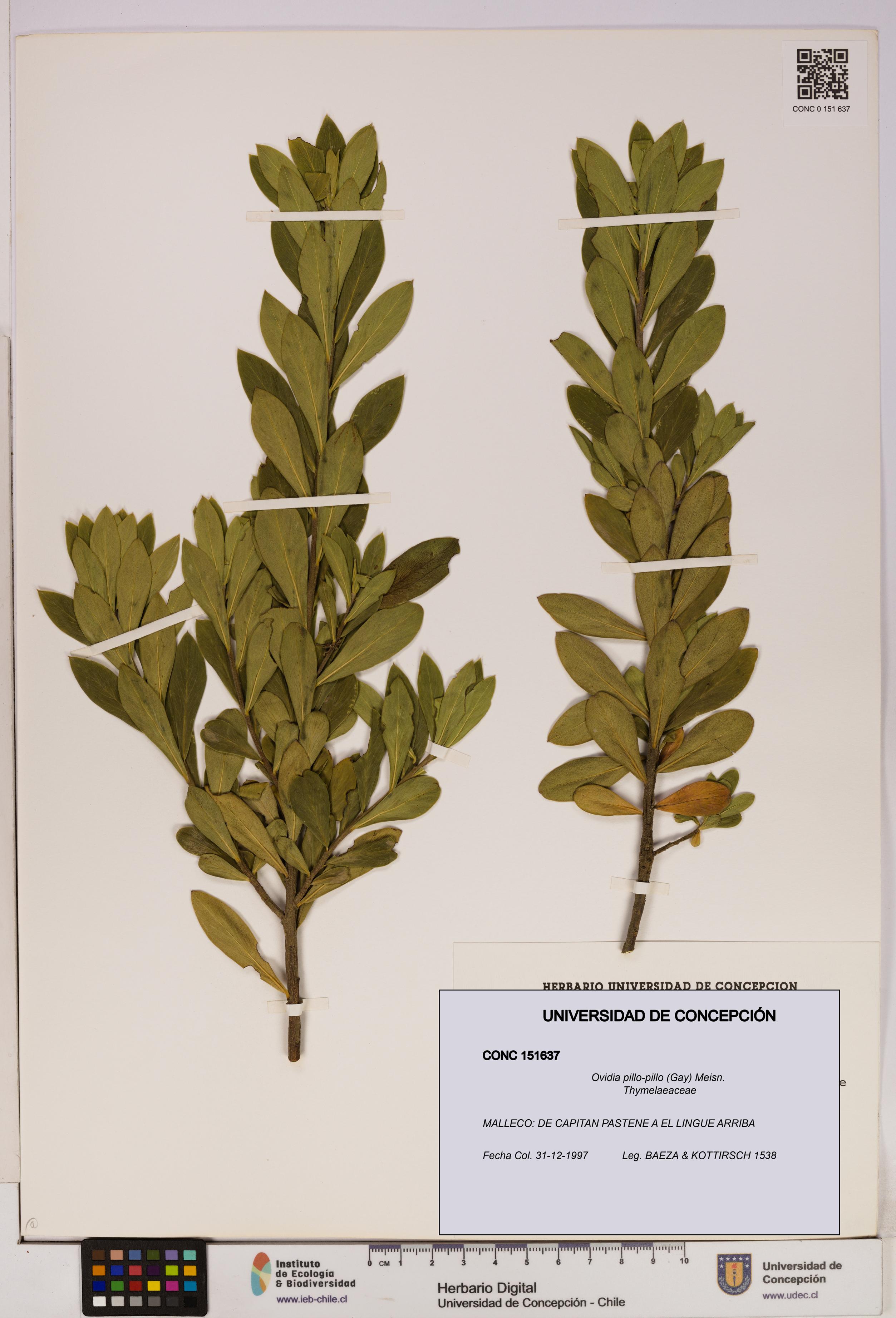 Ovidia pillo-pillo [Espécimen: UDEC:CONC:0151637]
