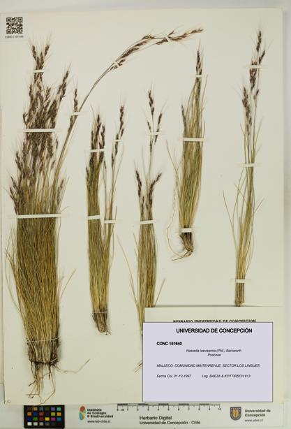 Nassella laevissima [Espécimen: UDEC:CONC:0151640]