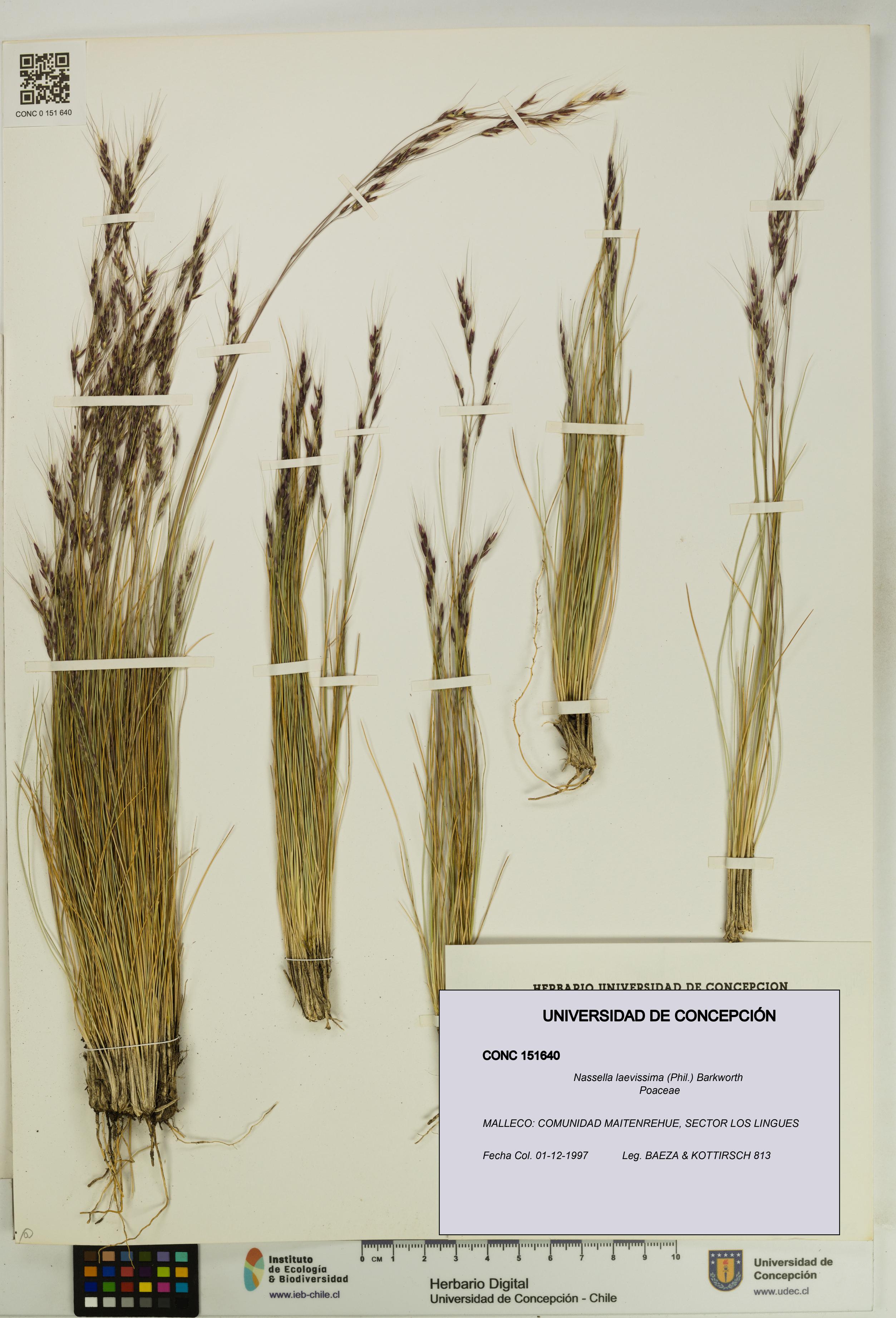 Nassella laevissima [Espécimen: UDEC:CONC:0151640]