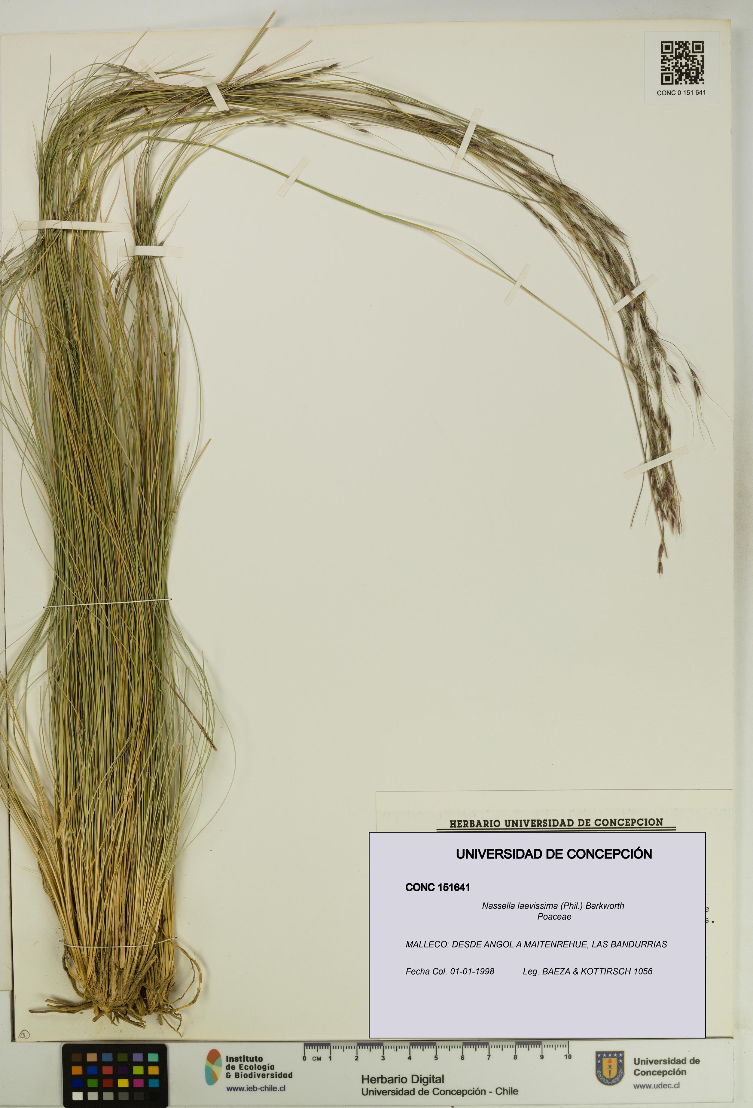Nassella laevissima [Espécimen: UDEC:CONC:0151641]