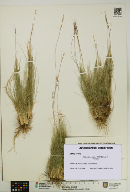 Nassella laevissima [Espécimen: UDEC:CONC:0151642]
