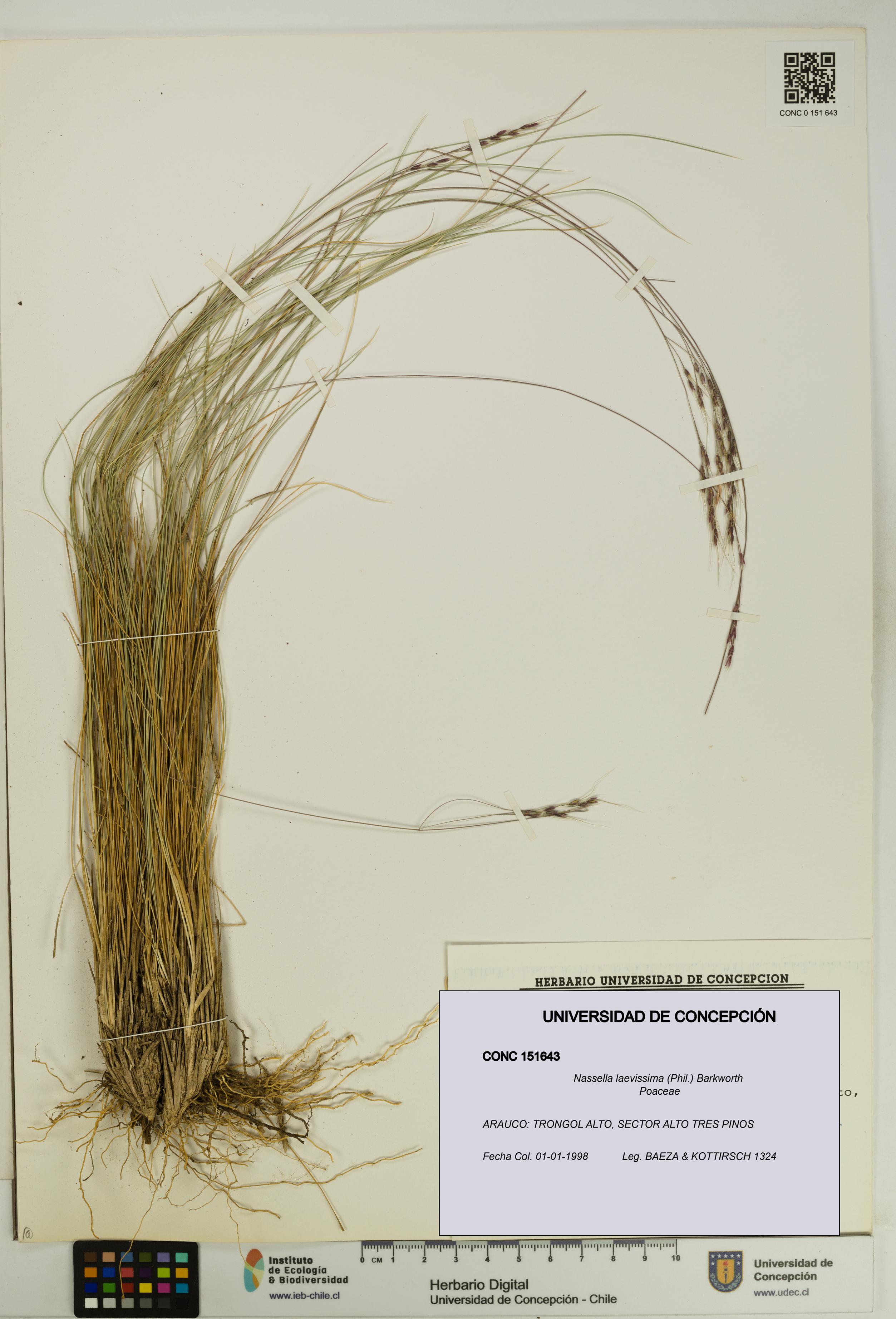 Nassella laevissima [Espécimen: UDEC:CONC:0151643]