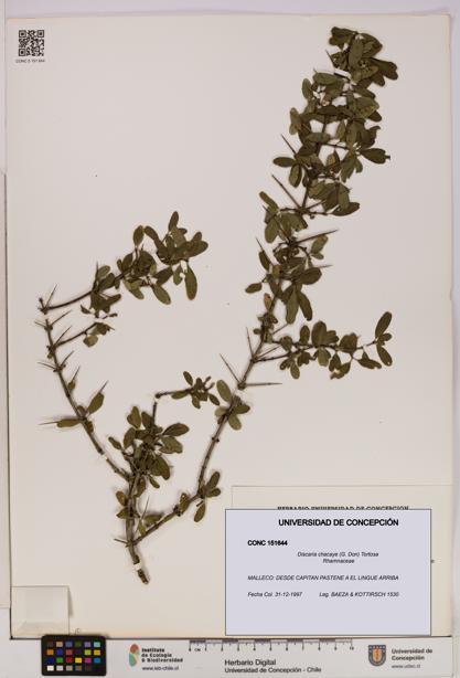 Discaria chacaye [Espécimen: UDEC:CONC:0151644]