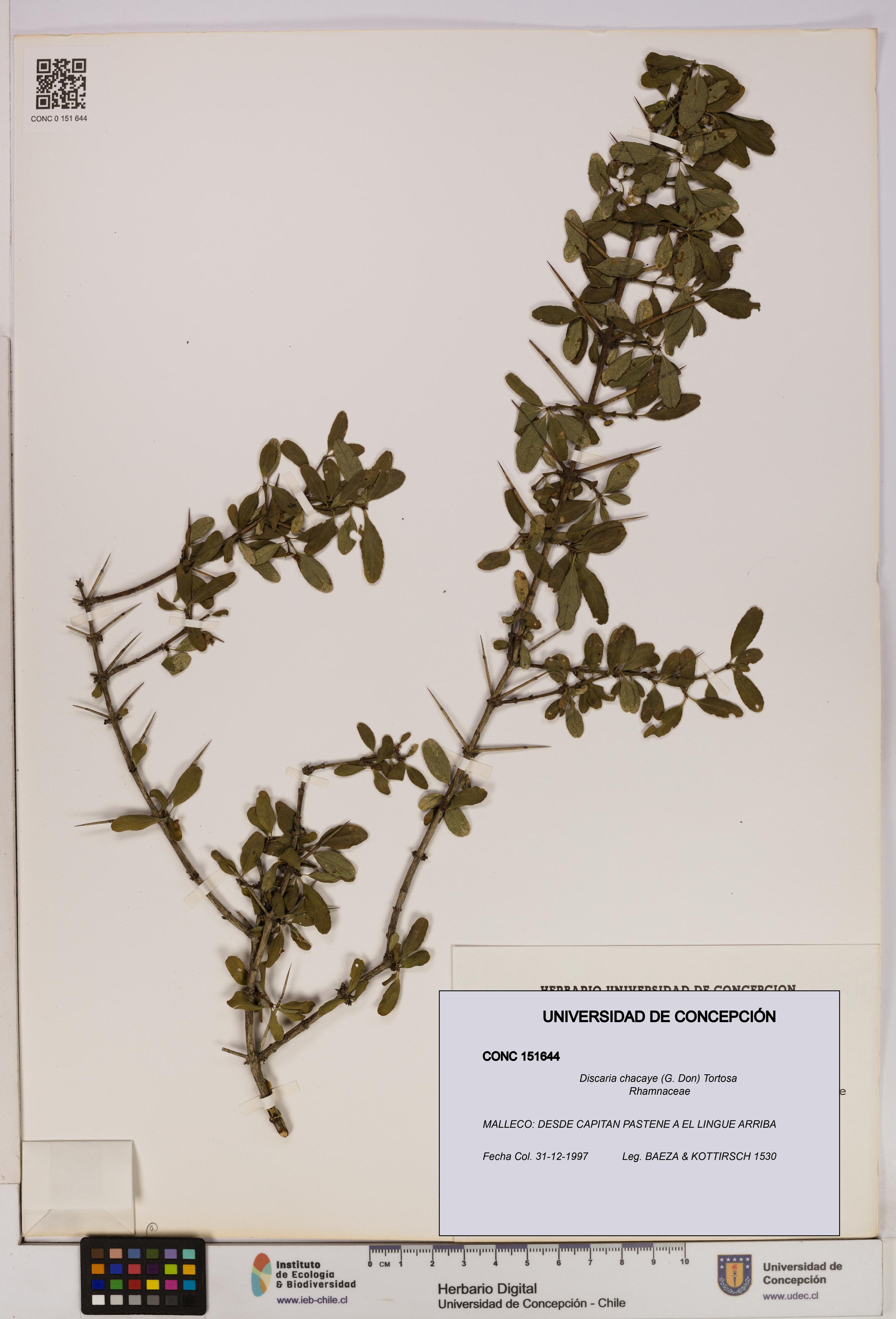 Discaria chacaye [Espécimen: UDEC:CONC:0151644]