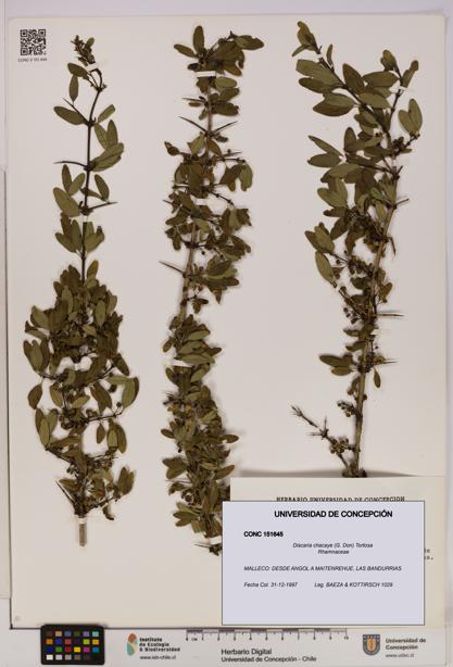 Discaria chacaye [Espécimen: UDEC:CONC:0151645]