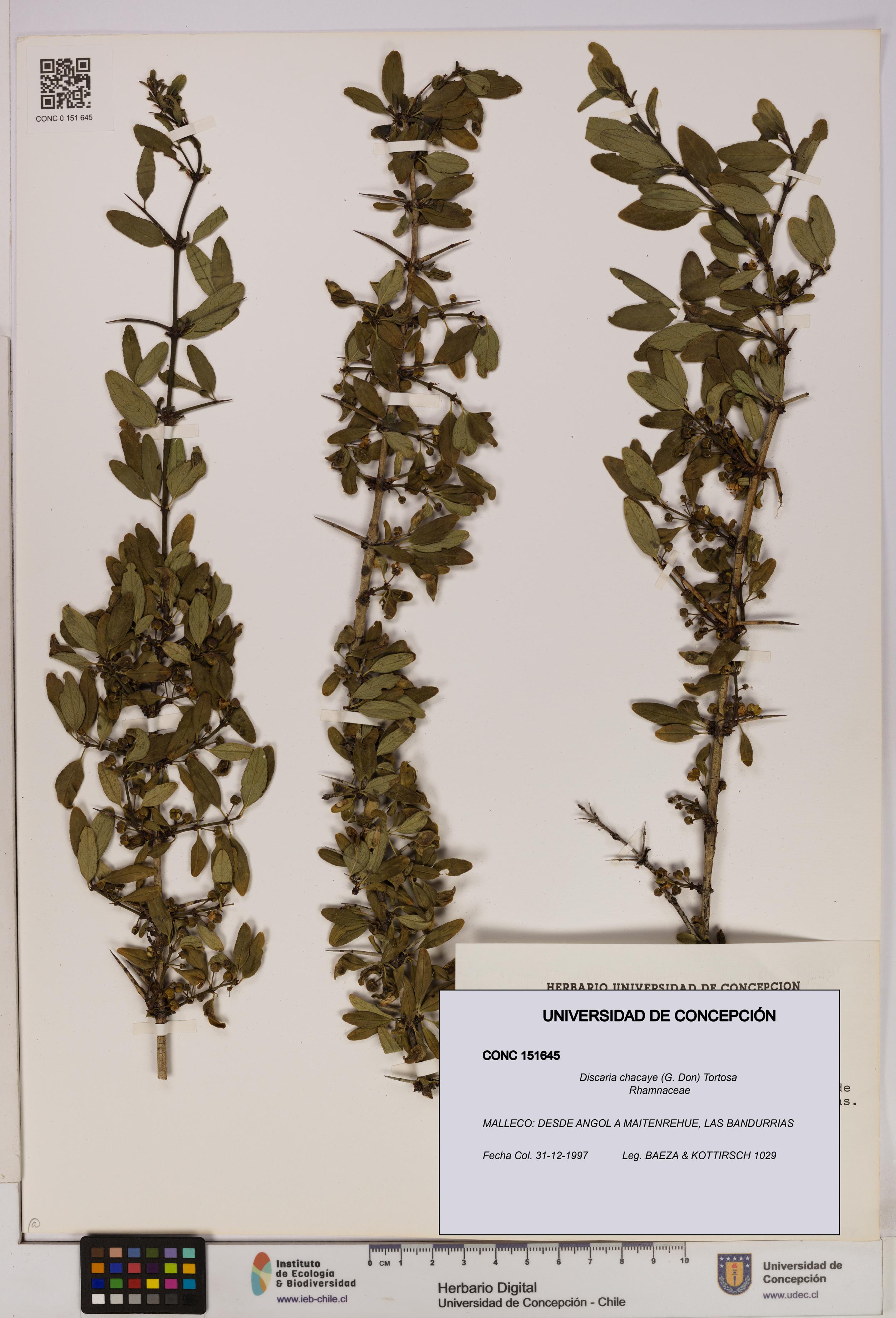 Discaria chacaye [Espécimen: UDEC:CONC:0151645]