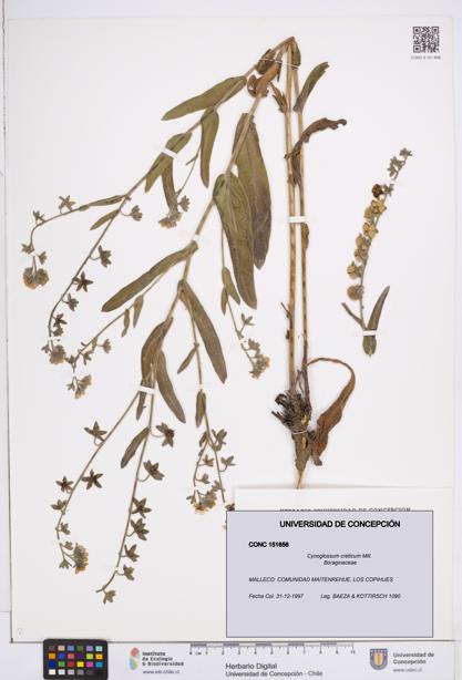 Cynoglossum creticum [Espécimen: ]