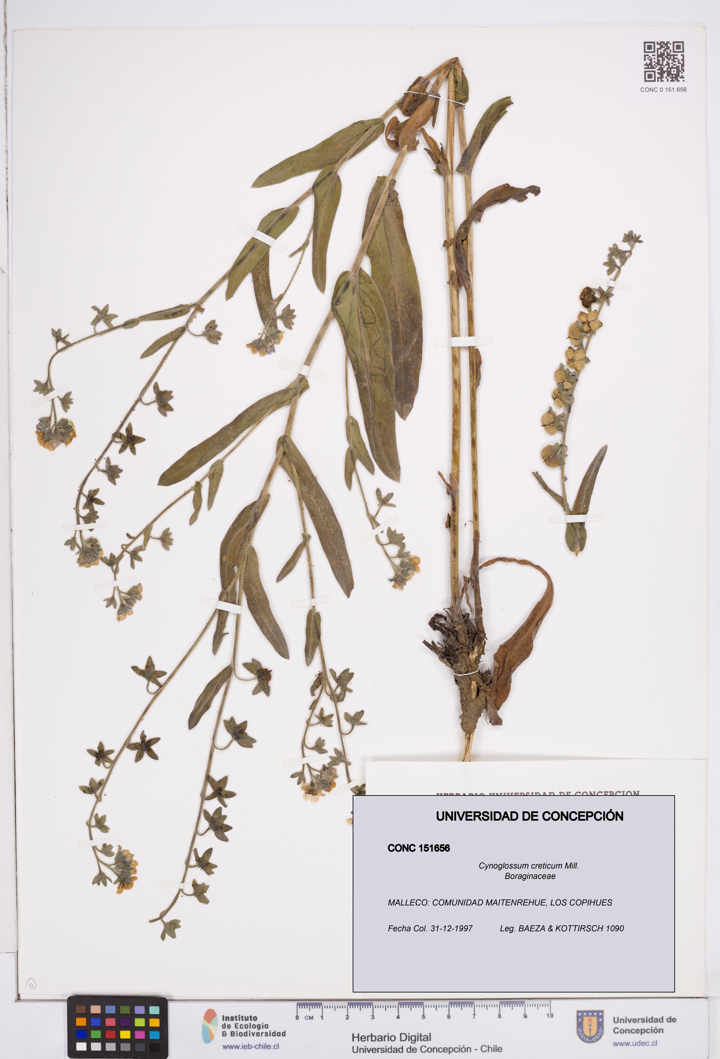 Cynoglossum creticum [Espécimen: ]