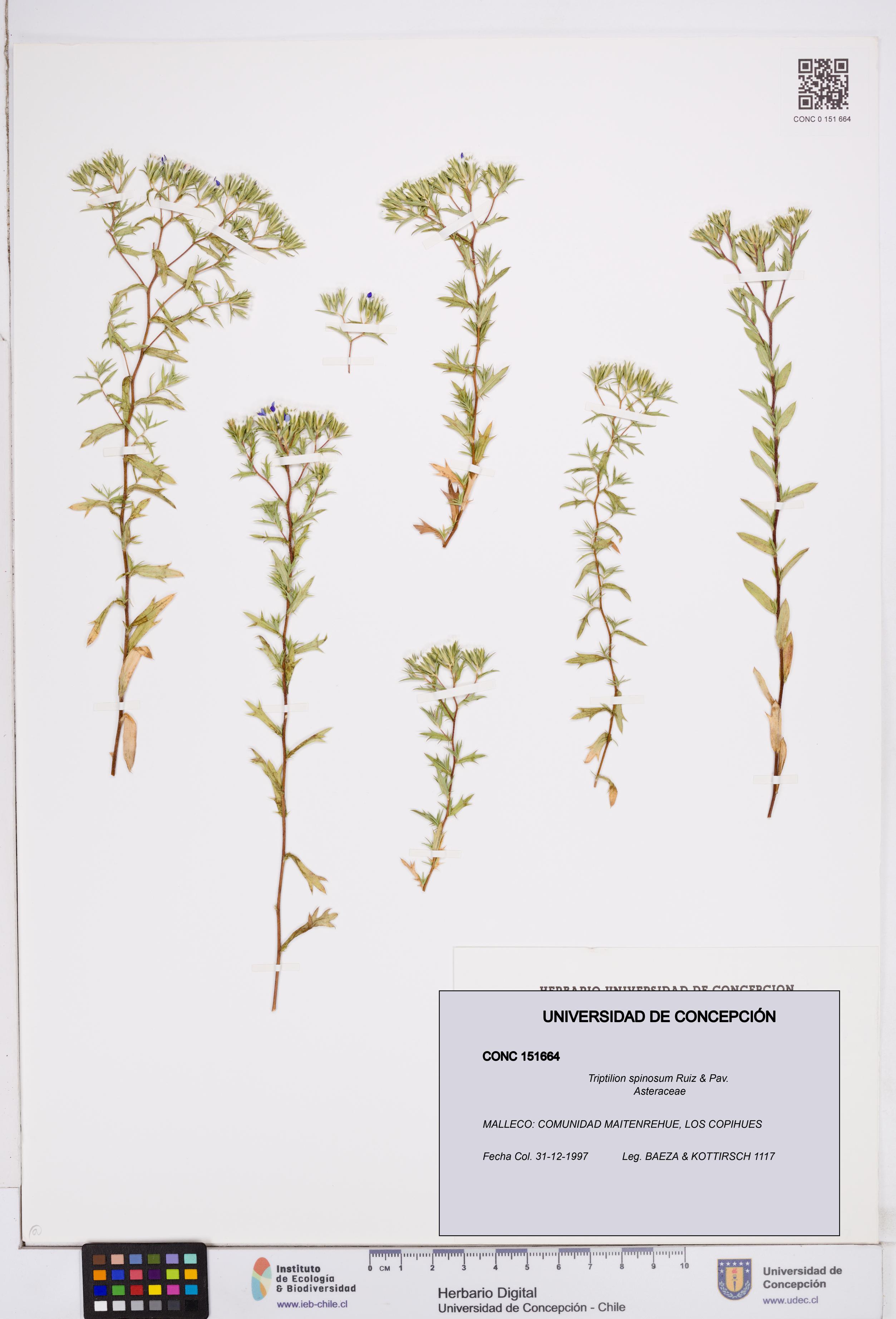 Triptilion spinosum [Espécimen: ]