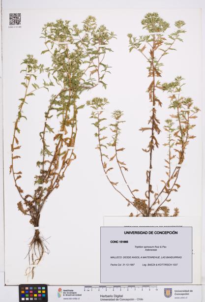 Triptilion spinosum [Espécimen: ]