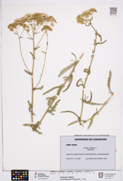 Achillea millefolium [Espécimen: ]
