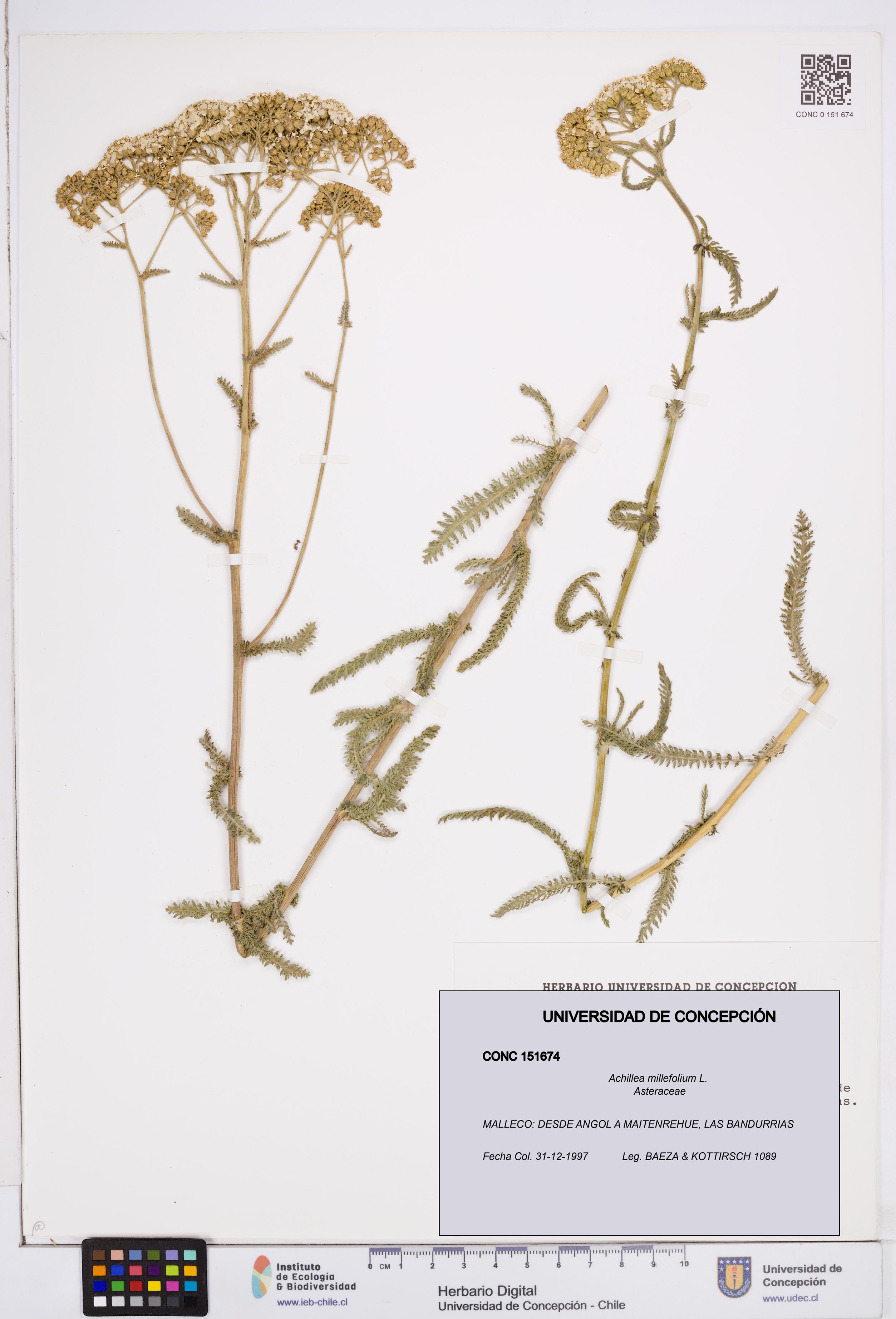 Achillea millefolium [Espécimen: ]