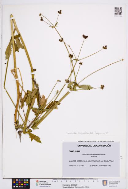 Sanicula crassicaulis [Espécimen: ]