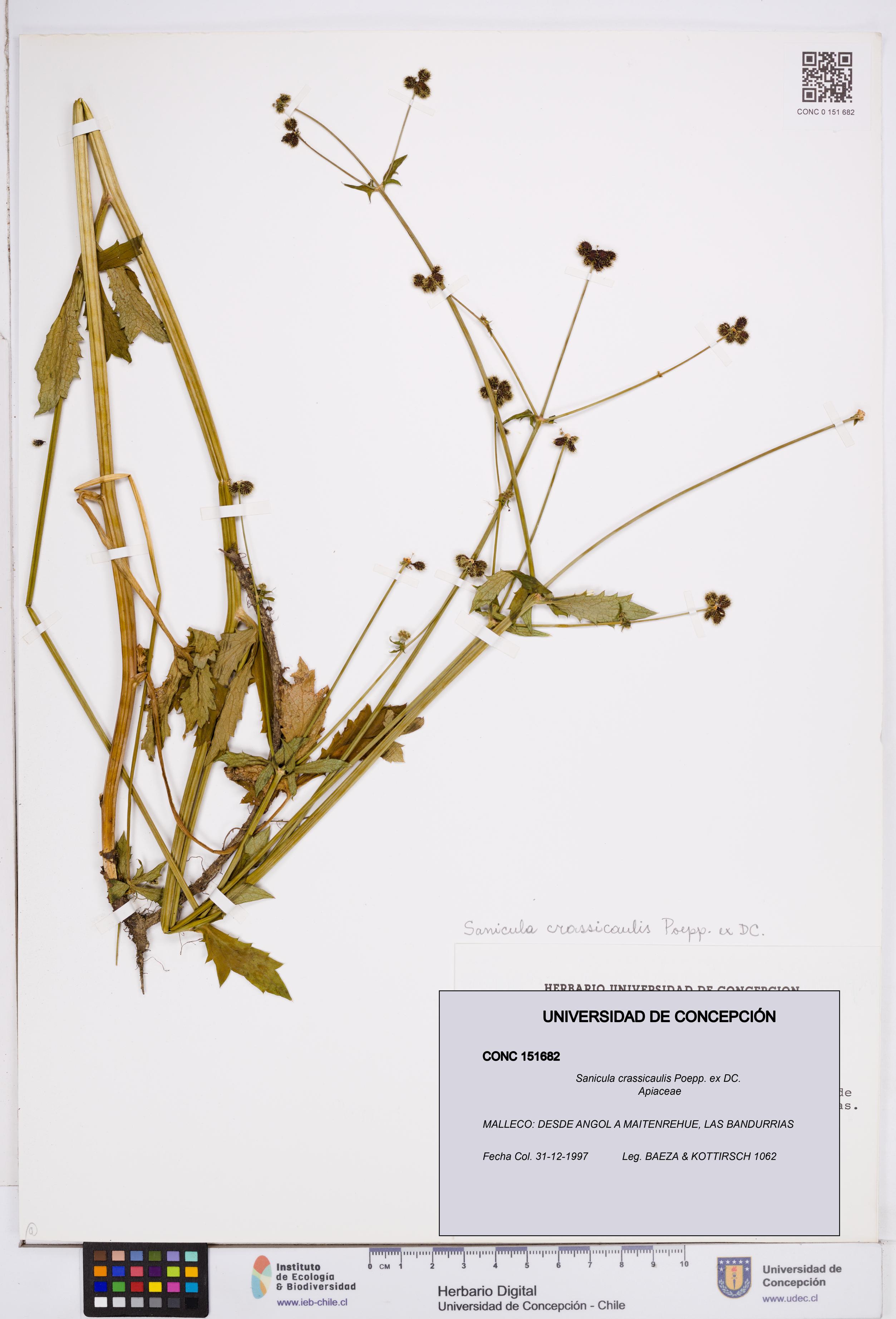 Sanicula crassicaulis [Espécimen: ]