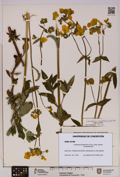 Calceolaria dentata subsp. dentata [Espécimen: UDEC:CONC:0151706]