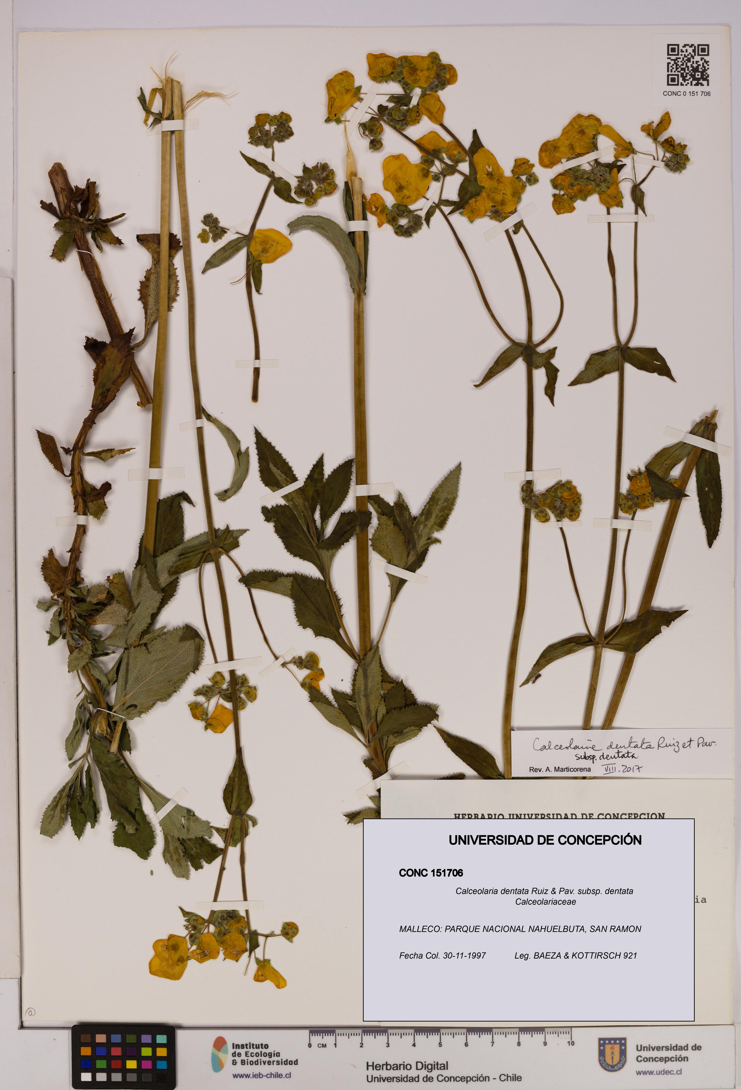Calceolaria dentata subsp. dentata [Espécimen: UDEC:CONC:0151706]