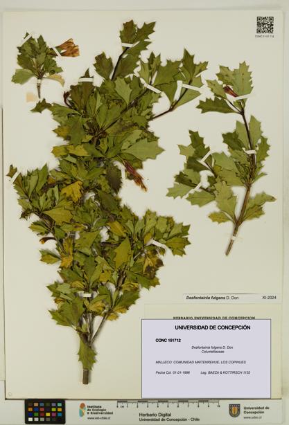Desfontainia fulgens [Espécimen: UDEC:CONC:0151712]