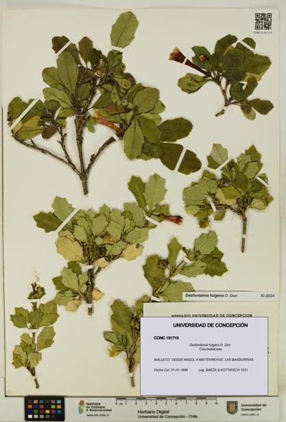 Desfontainia fulgens [Espécimen: UDEC:CONC:0151713]