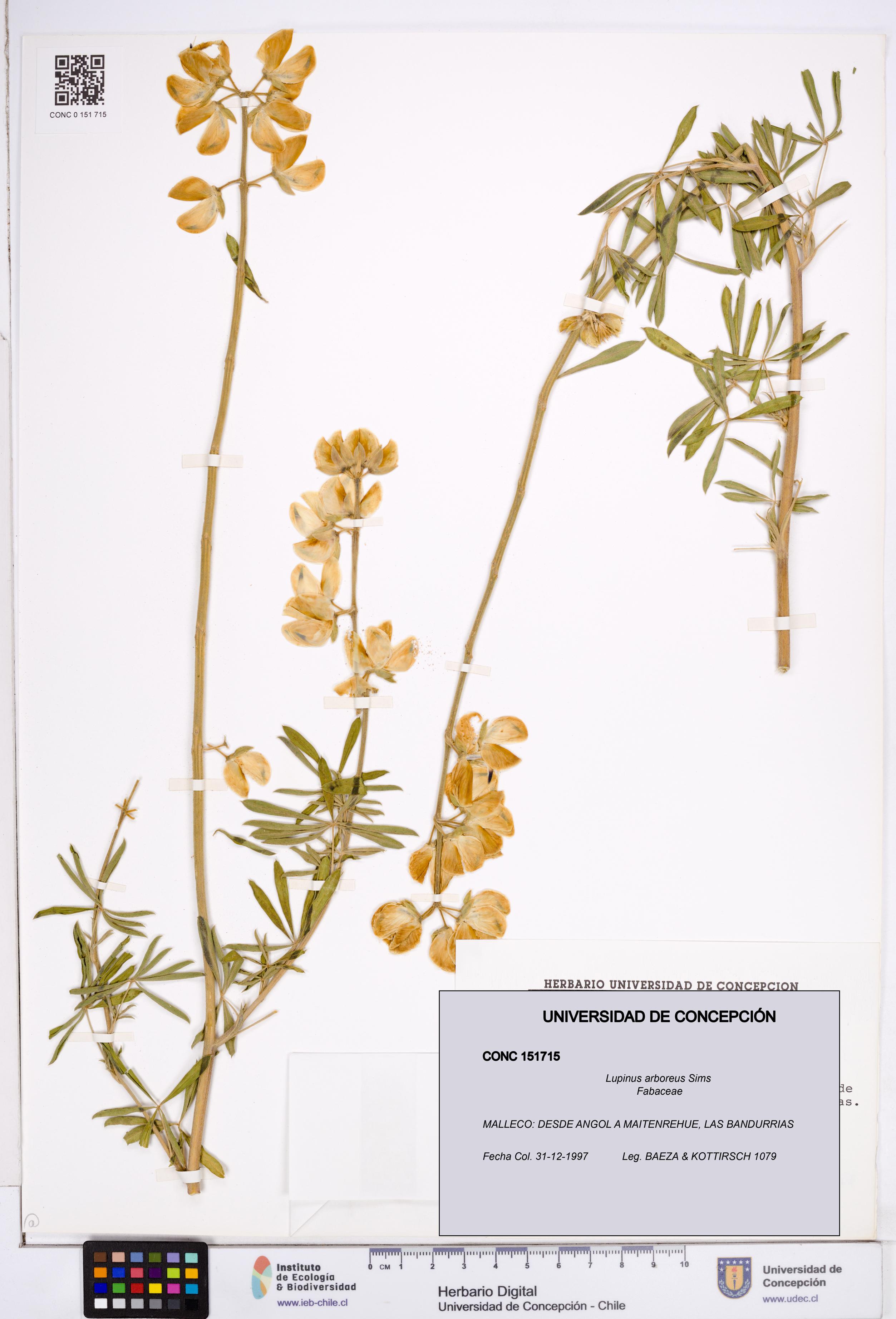 Lupinus arboreus [Espécimen: ]