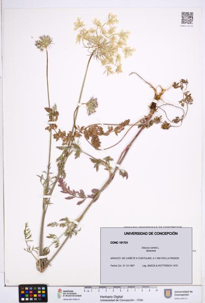 Daucus carota [Espécimen: ]