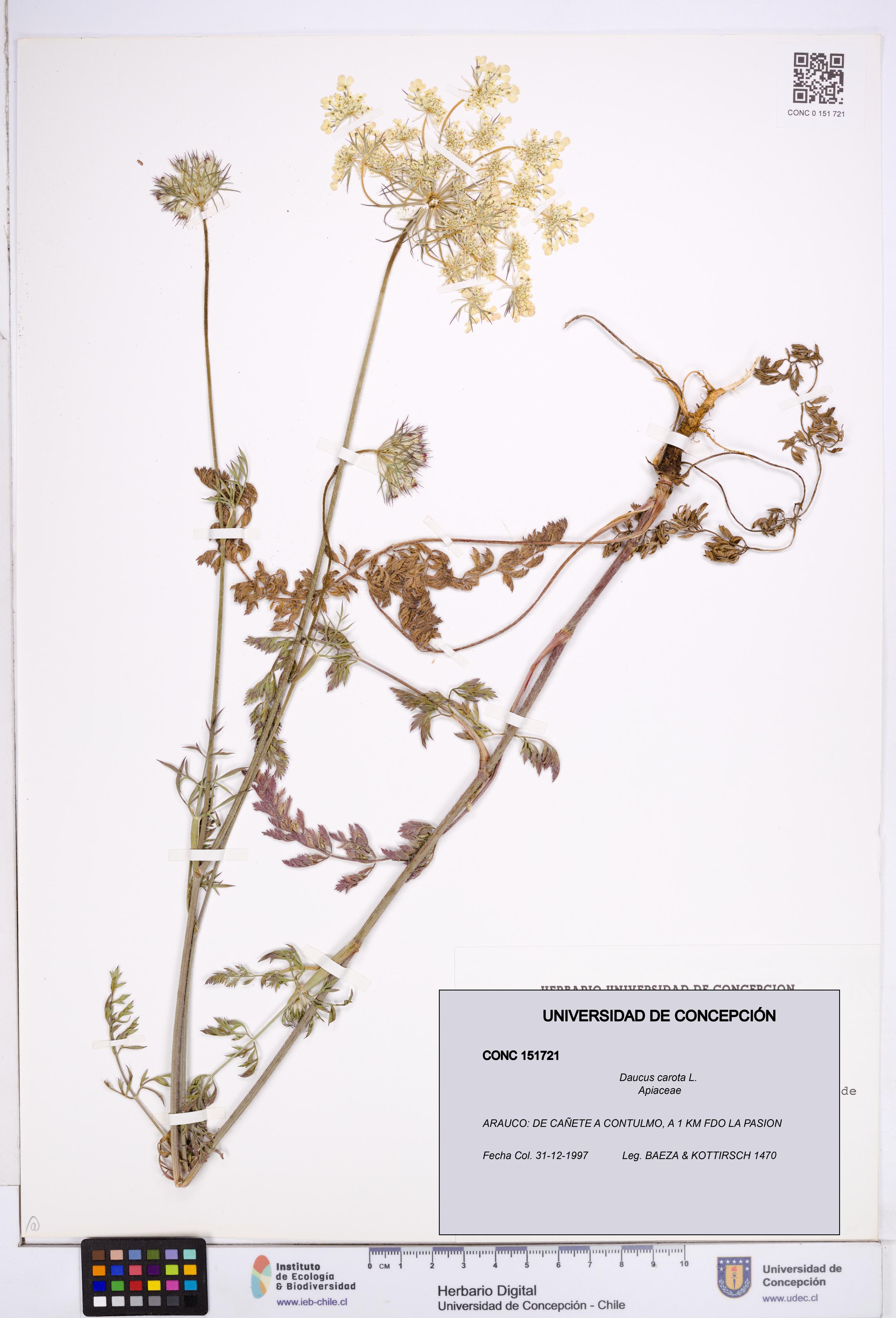 Daucus carota [Espécimen: ]
