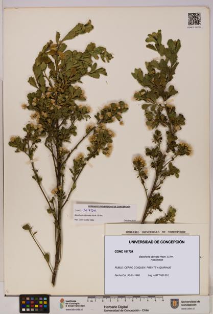 Baccharis obovata [Espécimen: UDEC:CONC:0151724]
