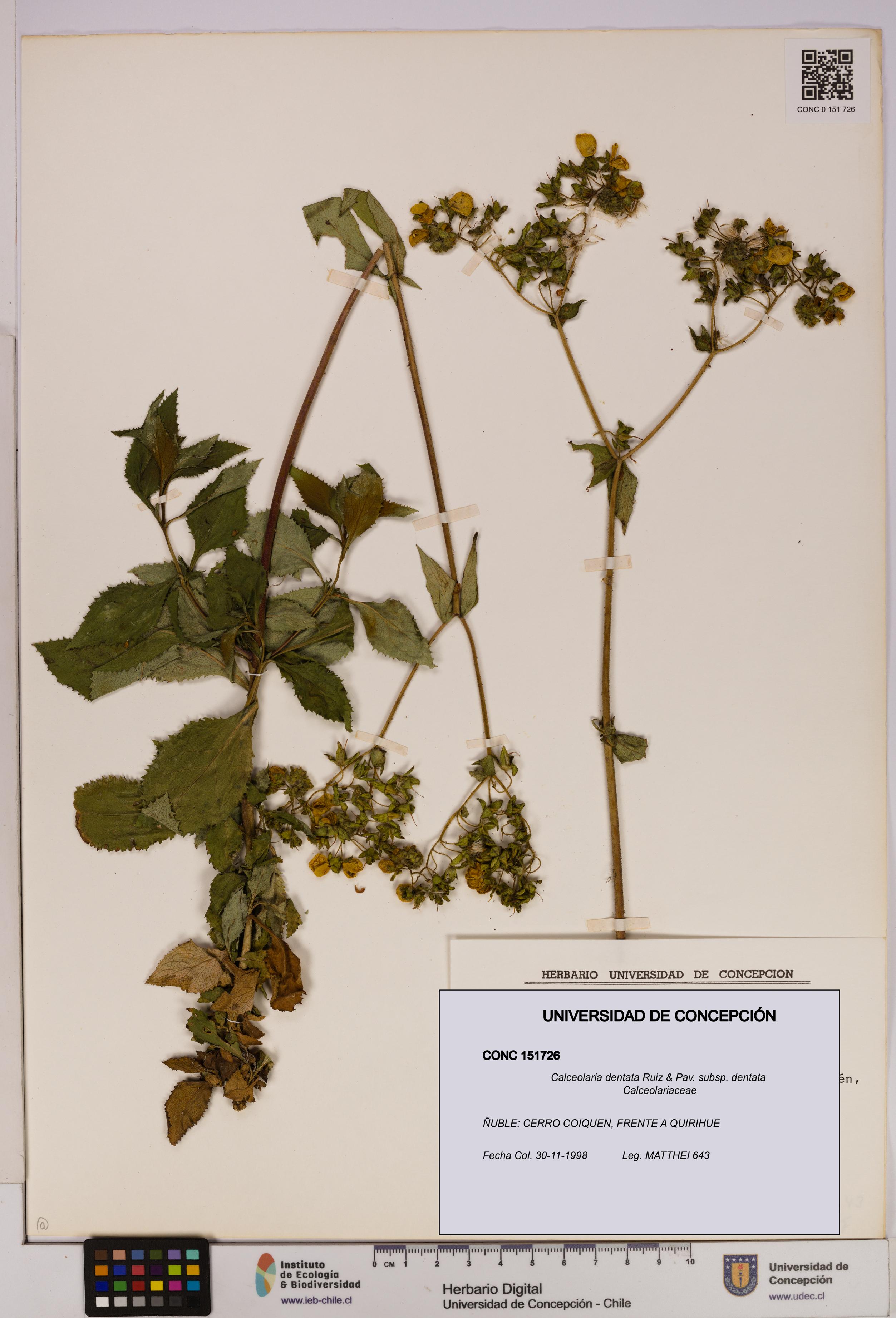 Calceolaria dentata subsp. dentata [Espécimen: UDEC:CONC:0151726]