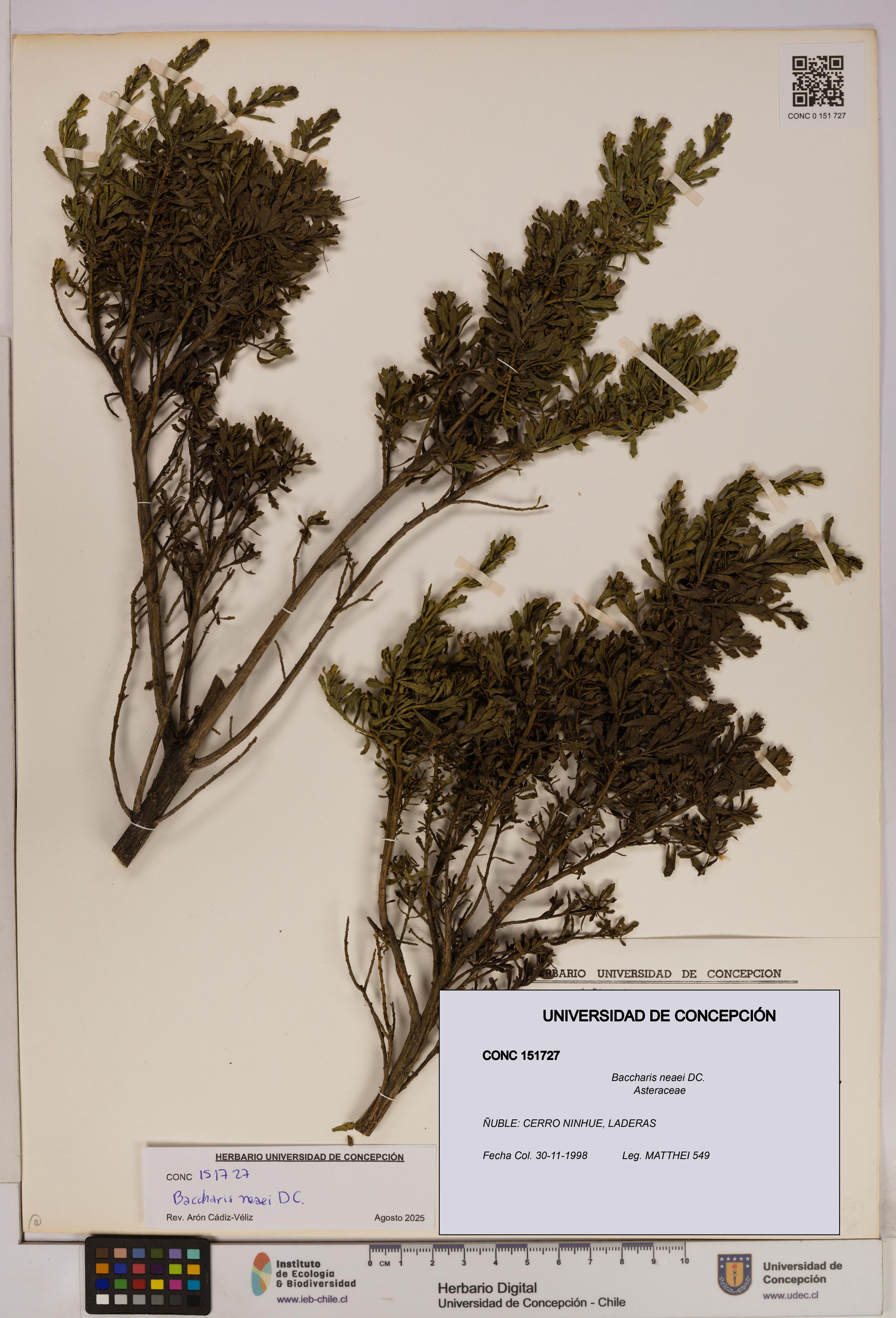 Baccharis neaei [Espécimen: UDEC:CONC:0151727]