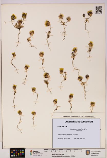 Chaetanthera ciliata [Espécimen: UDEC:CONC:0151728]