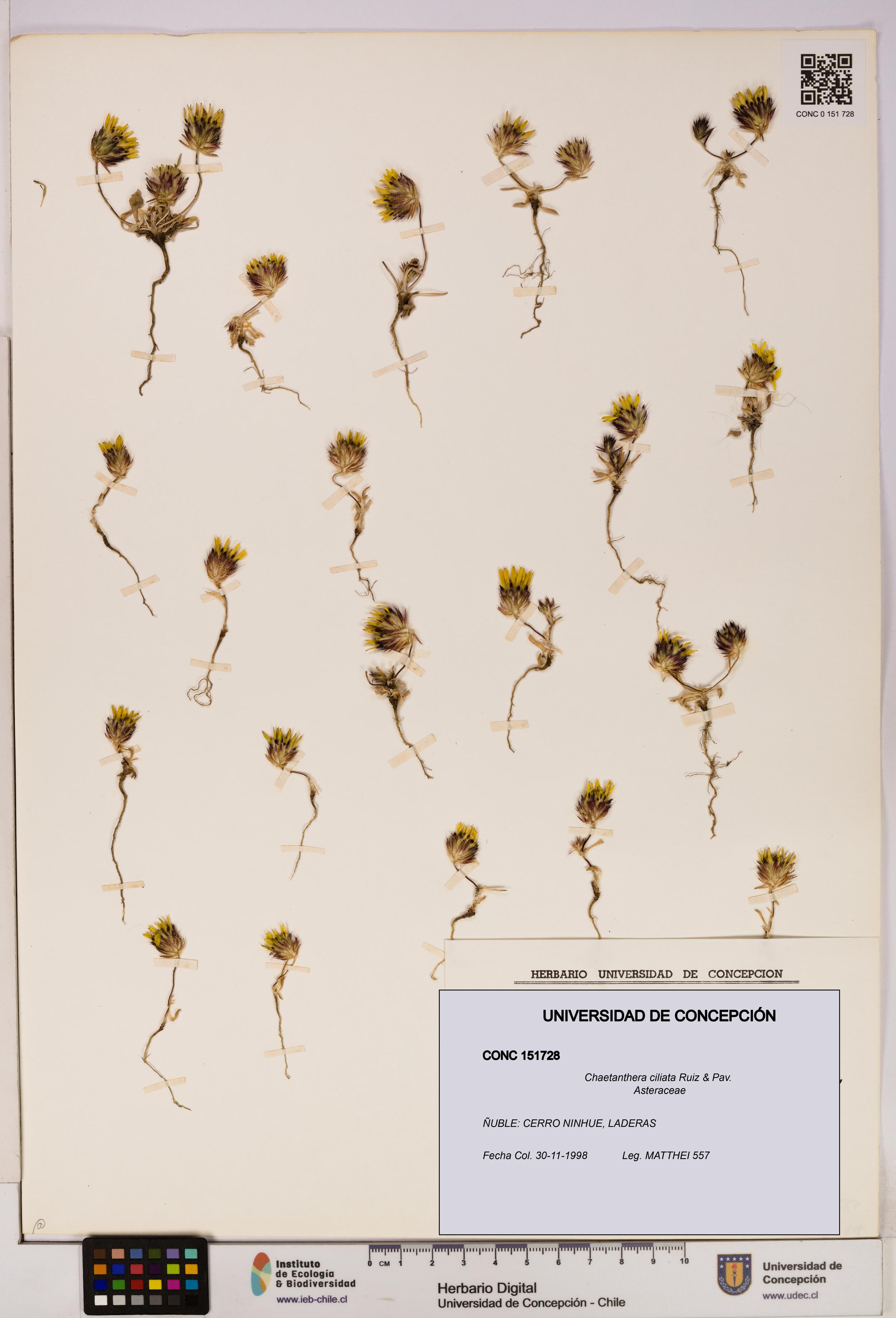 Chaetanthera ciliata [Espécimen: UDEC:CONC:0151728]