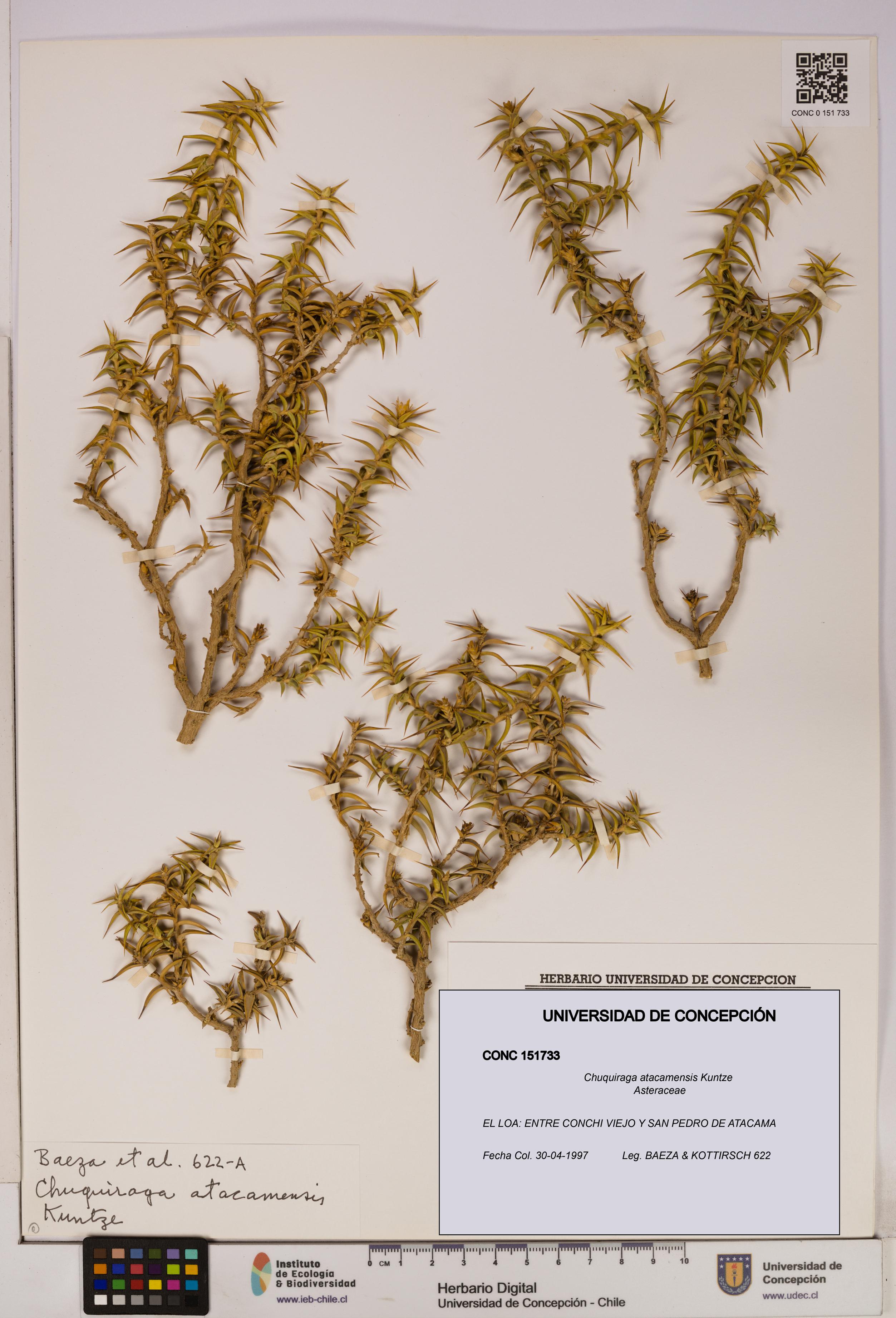 Chuquiraga atacamensis [Espécimen: UDEC:CONC:0151733]