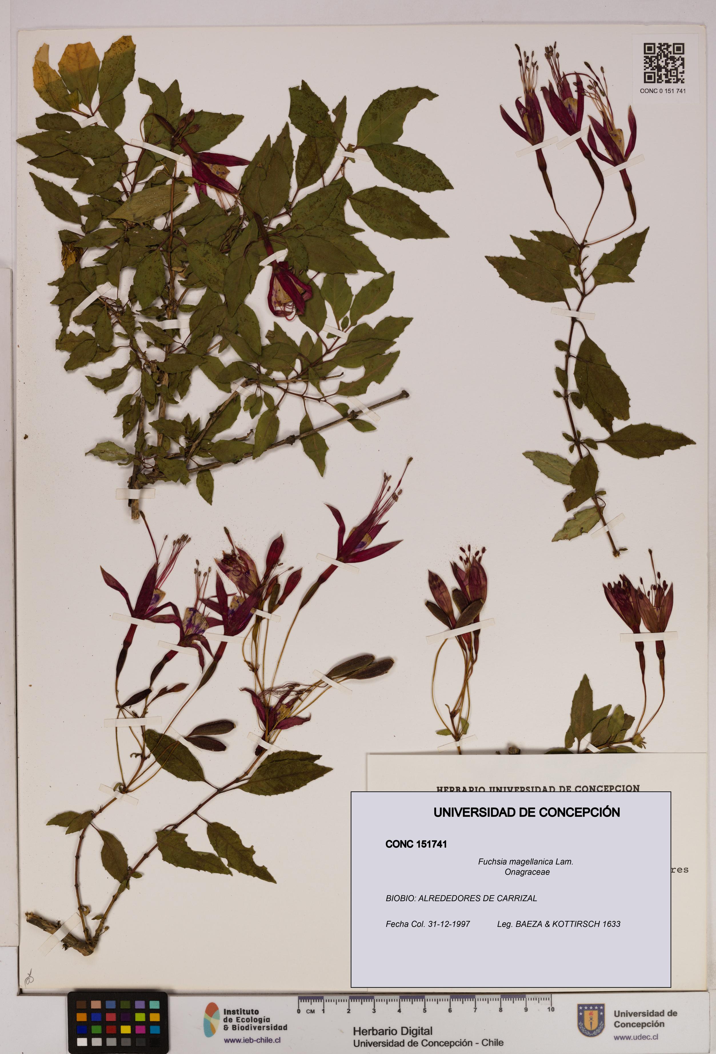 Fuchsia magellanica [Espécimen: UDEC:CONC:0151741]