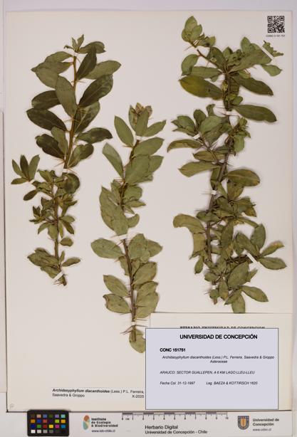 Archidasyphyllum diacanthoides [Espécimen: UDEC:CONC:0151751]